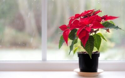 Poinsettia Fundraiser Now On School Cash